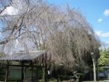 養源院