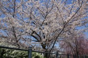 鴨川の桜