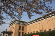 京都市美術館の桜