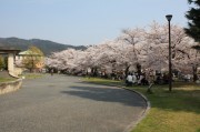 京都市美術館の桜