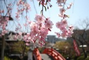 神泉苑の桜