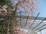 半木の径の桜