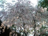 水火天満宮の桜