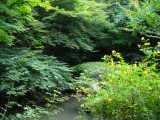 長楽寺の新緑
