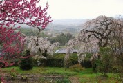 地蔵禅寺の桜