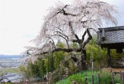 地蔵禅寺の桜