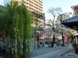 六角堂の桜