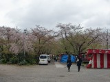 平野神社の桜