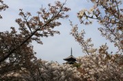 仁和寺の桜
