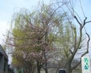鴨川畔の桜