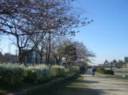 鴨川畔の桜