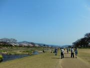 加茂川の桜