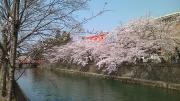 岡崎疏水の桜