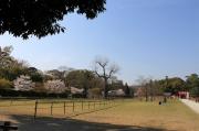 上賀茂神社の桜