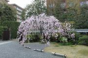 洛東迎賓館の桜