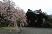 洛東迎賓館の桜