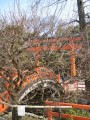 下鴨神社