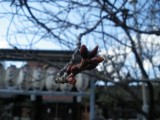 六孫王神社