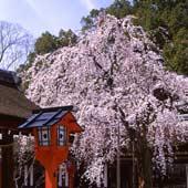 季節の光景...平野神社
